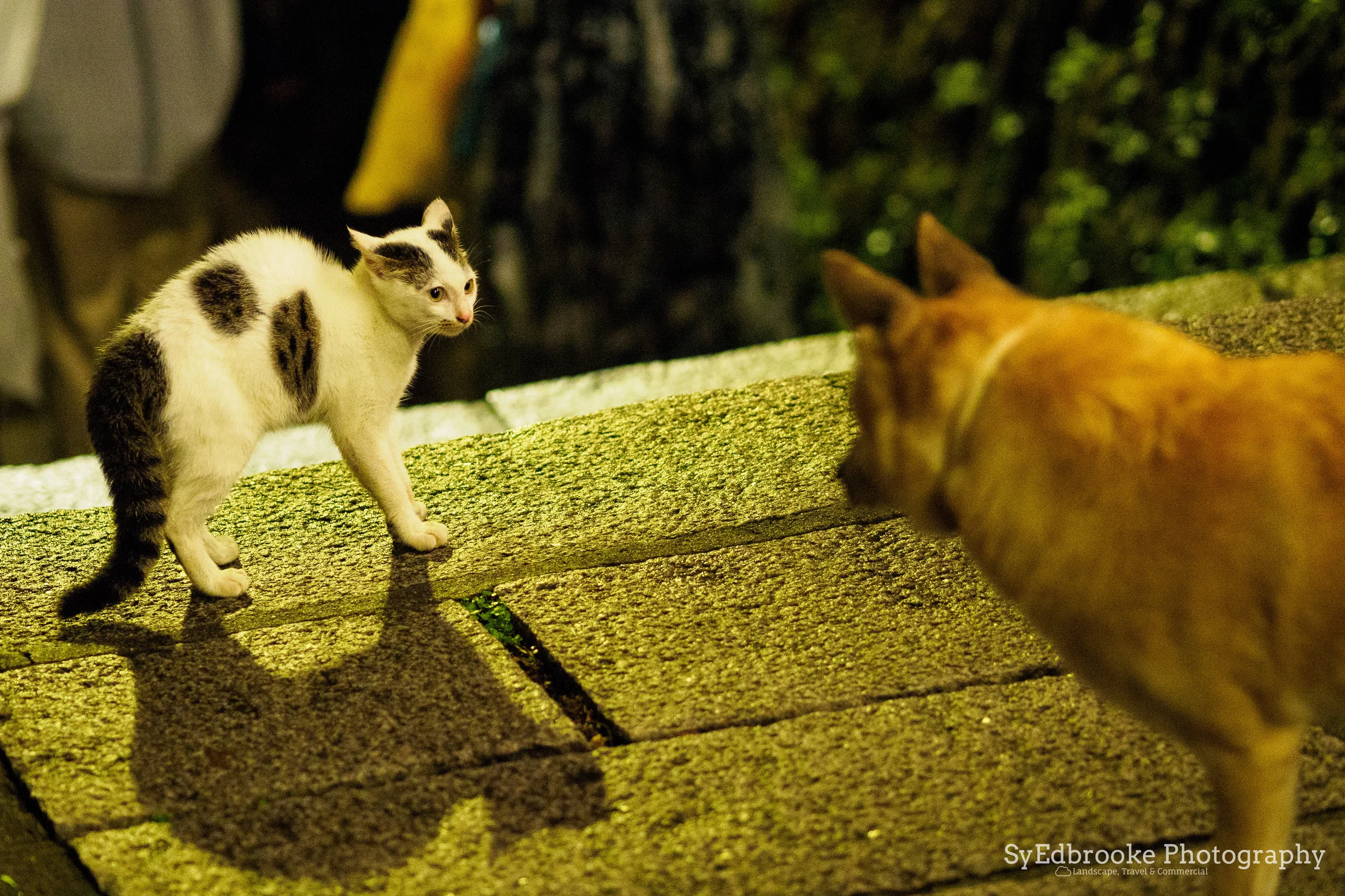 cat meet dog. f1.8, ISO 3200, 1/80, 75mm
