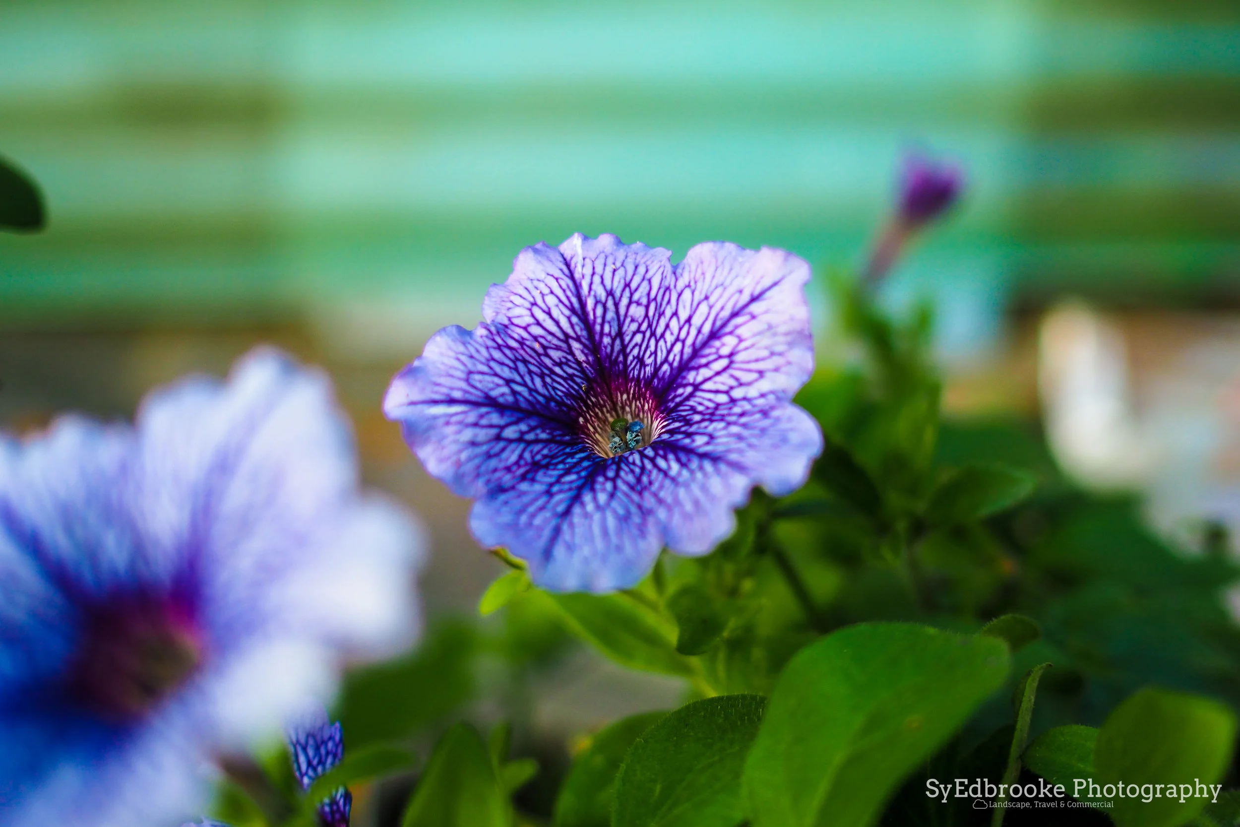 flowers on the way. f1.8, ISO 200, 1/200, 35mm