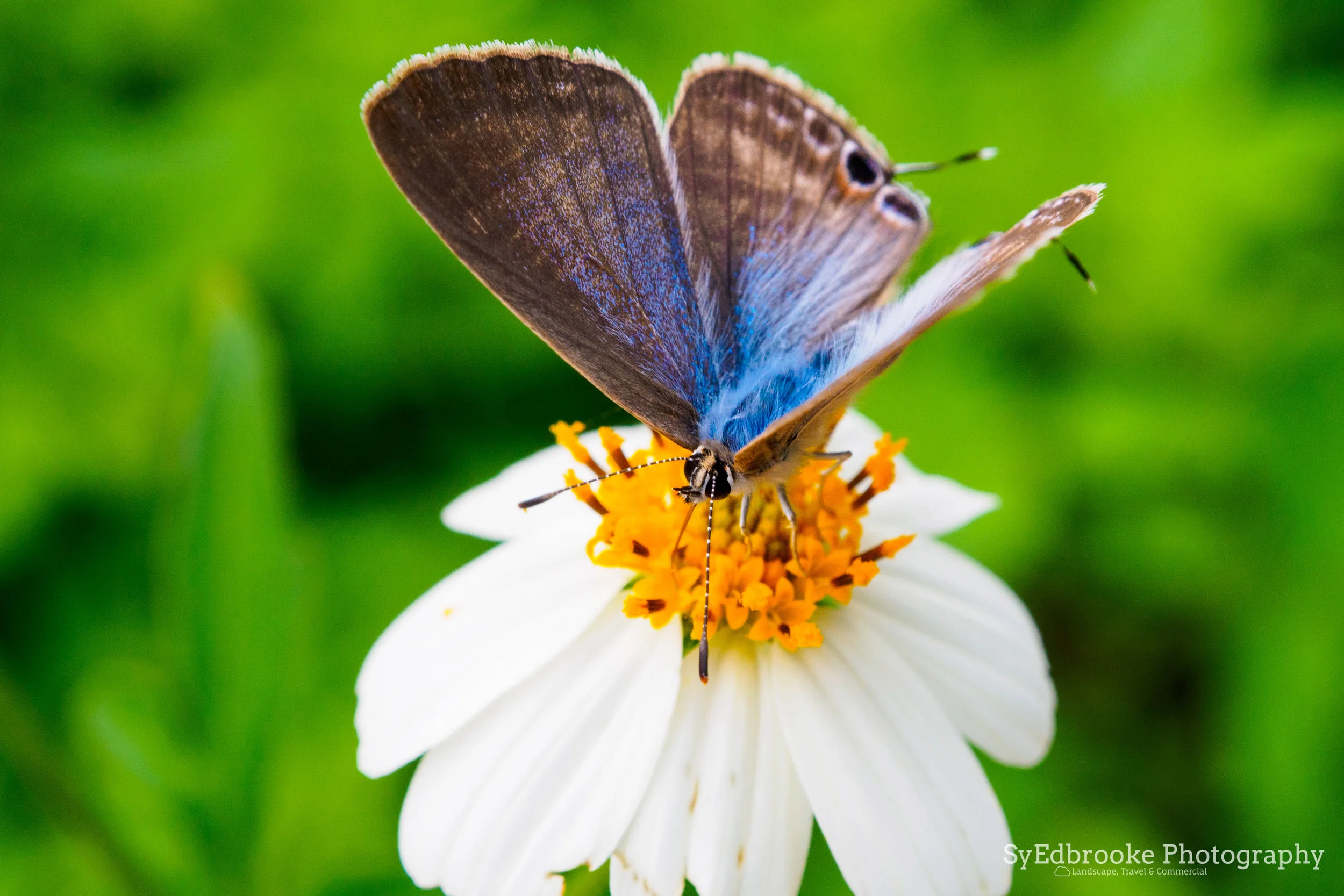 One of my fav captures! a little dude chilling. f10, ISO 500, 1/100, 83mm