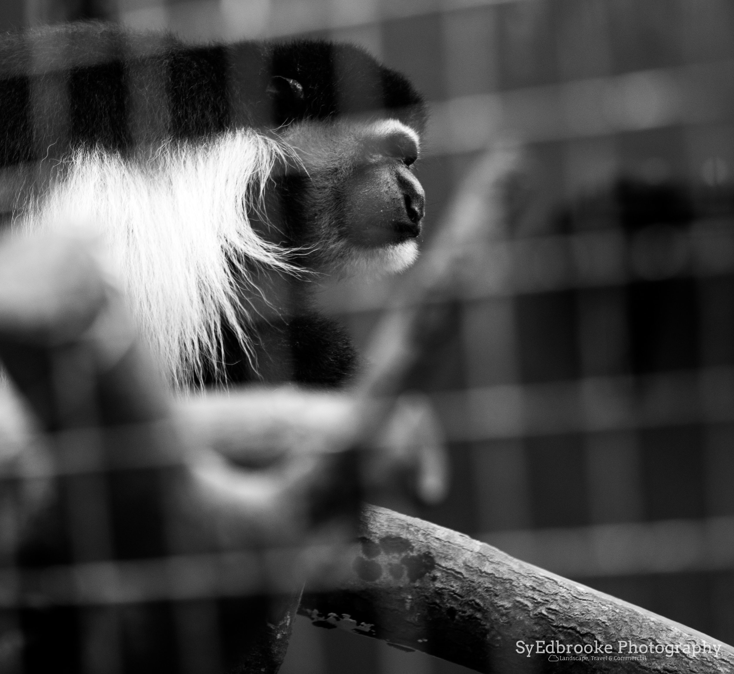 Wild at heart. f1.8, ISO 200, 1/200, 150mm