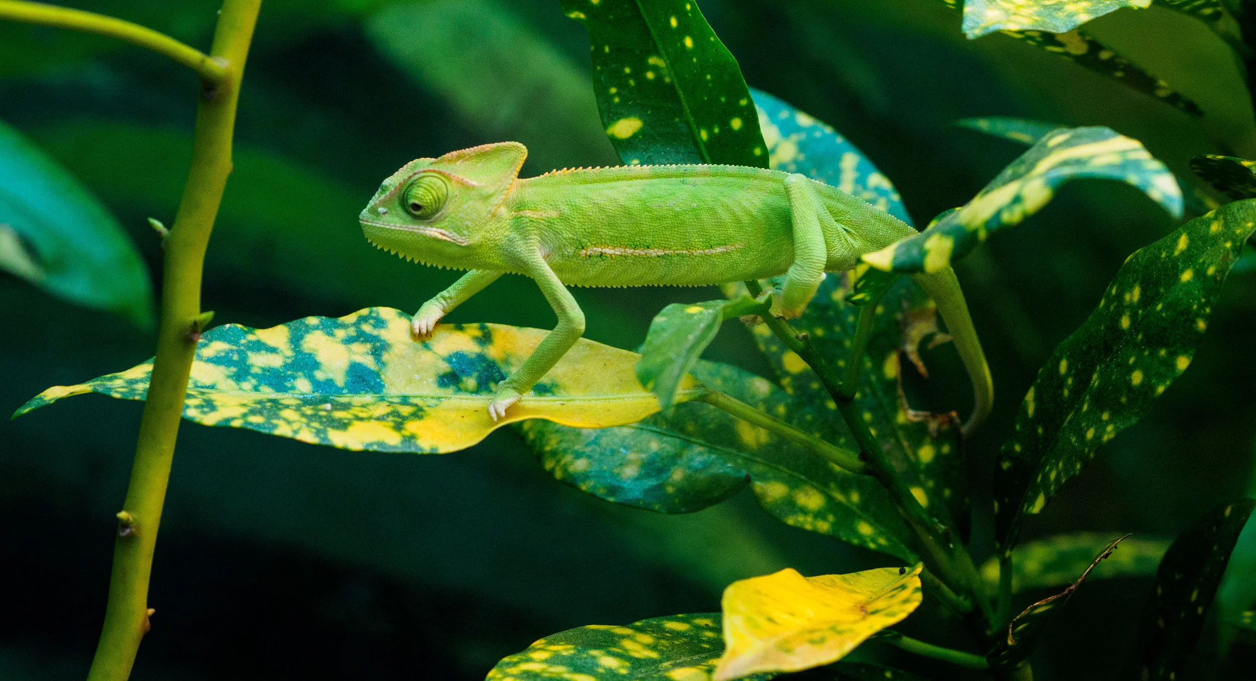 Blending in. f4.5, ISO 1000, 1/125, 80mm