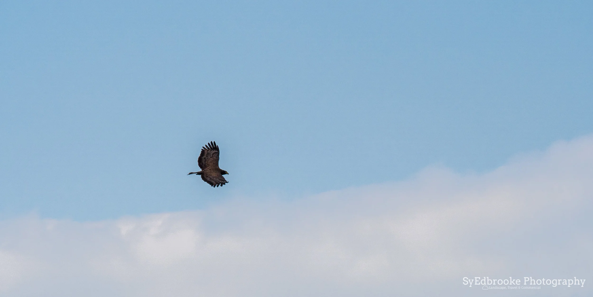 the wild hawk. f11, ISO 320, 1/320, 290mm