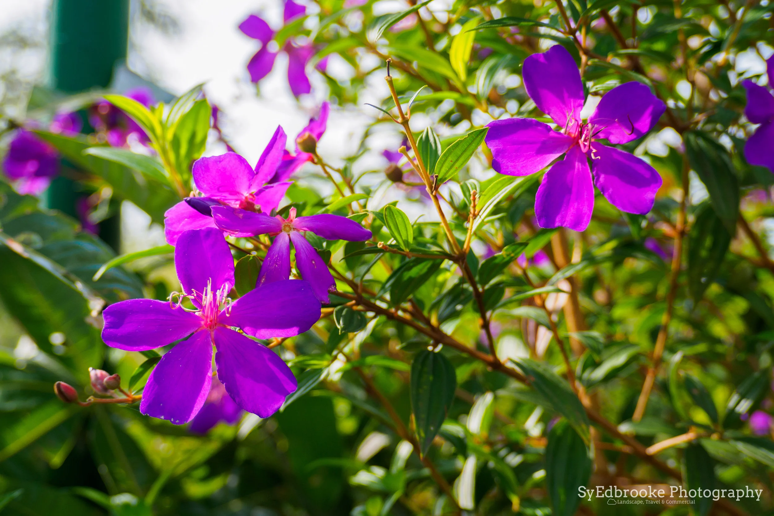 more flowers! f4, ISO 200, 1/160, 80mm