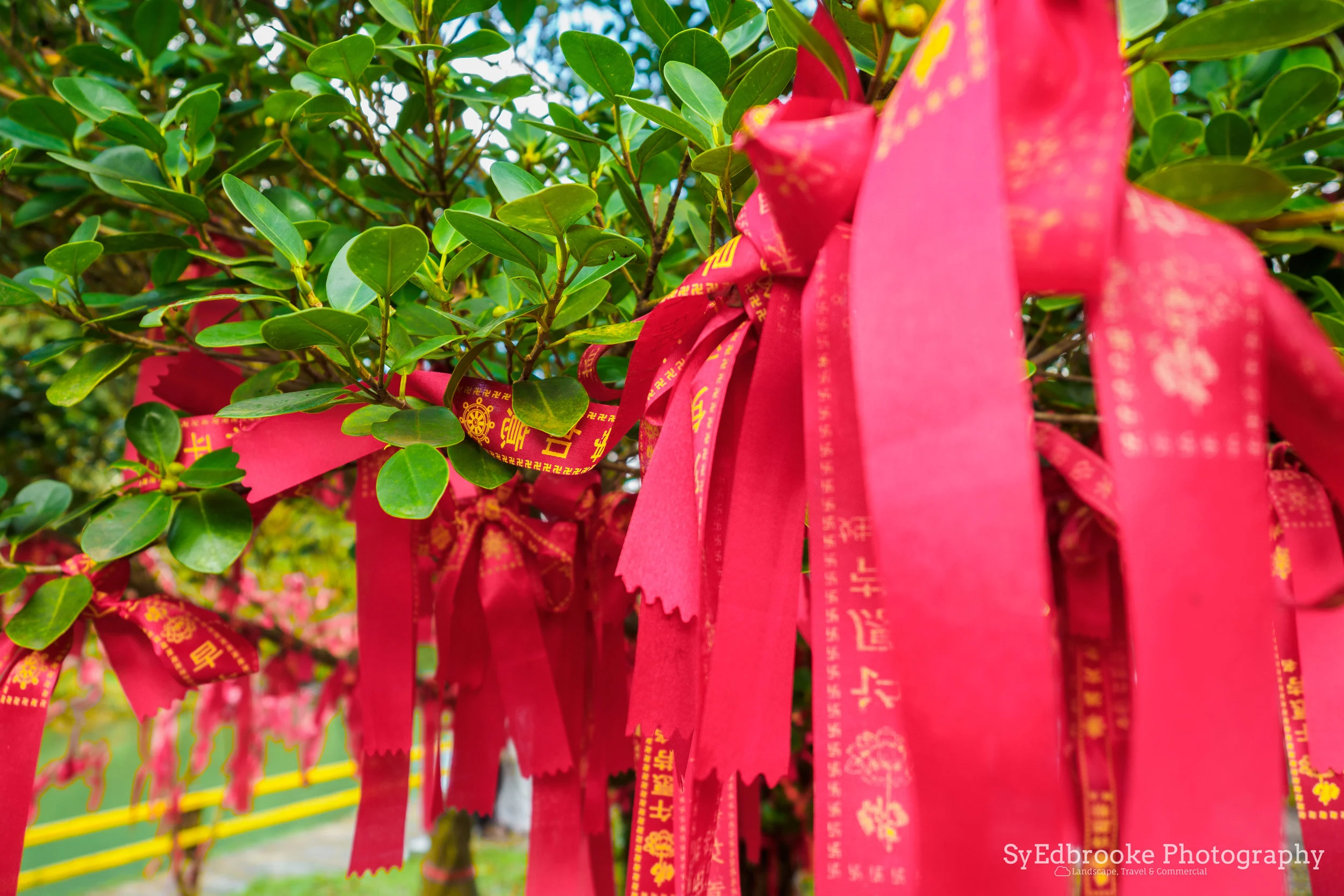 Lucky tree. 24mm, ISO 64, f2.8, 1/80