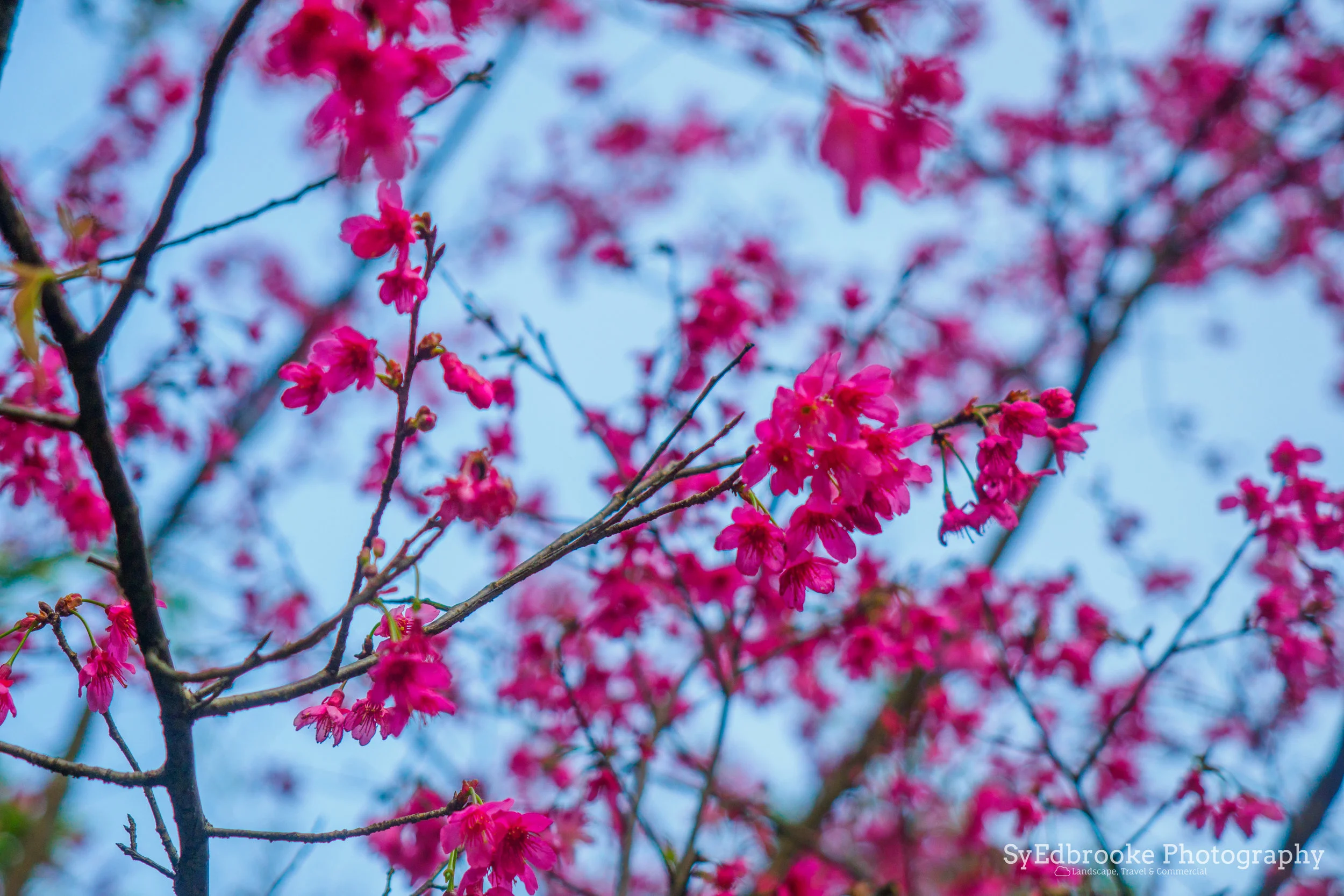 Sakura season