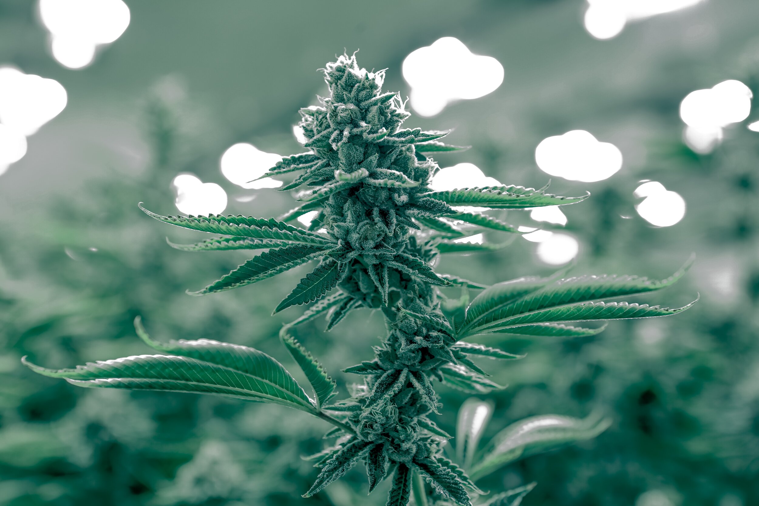 神秘的大麻花 談談毛狀體trichomes 萜烯terpenes Ice Cream Bully 神秘的大麻花 談談毛狀體trichomes 萜烯terpenes Ice Cream Bully