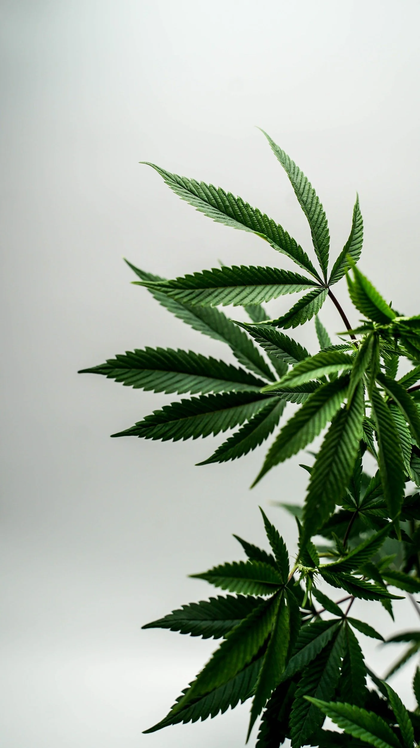 【大麻旅行】感官體驗：麻後行程