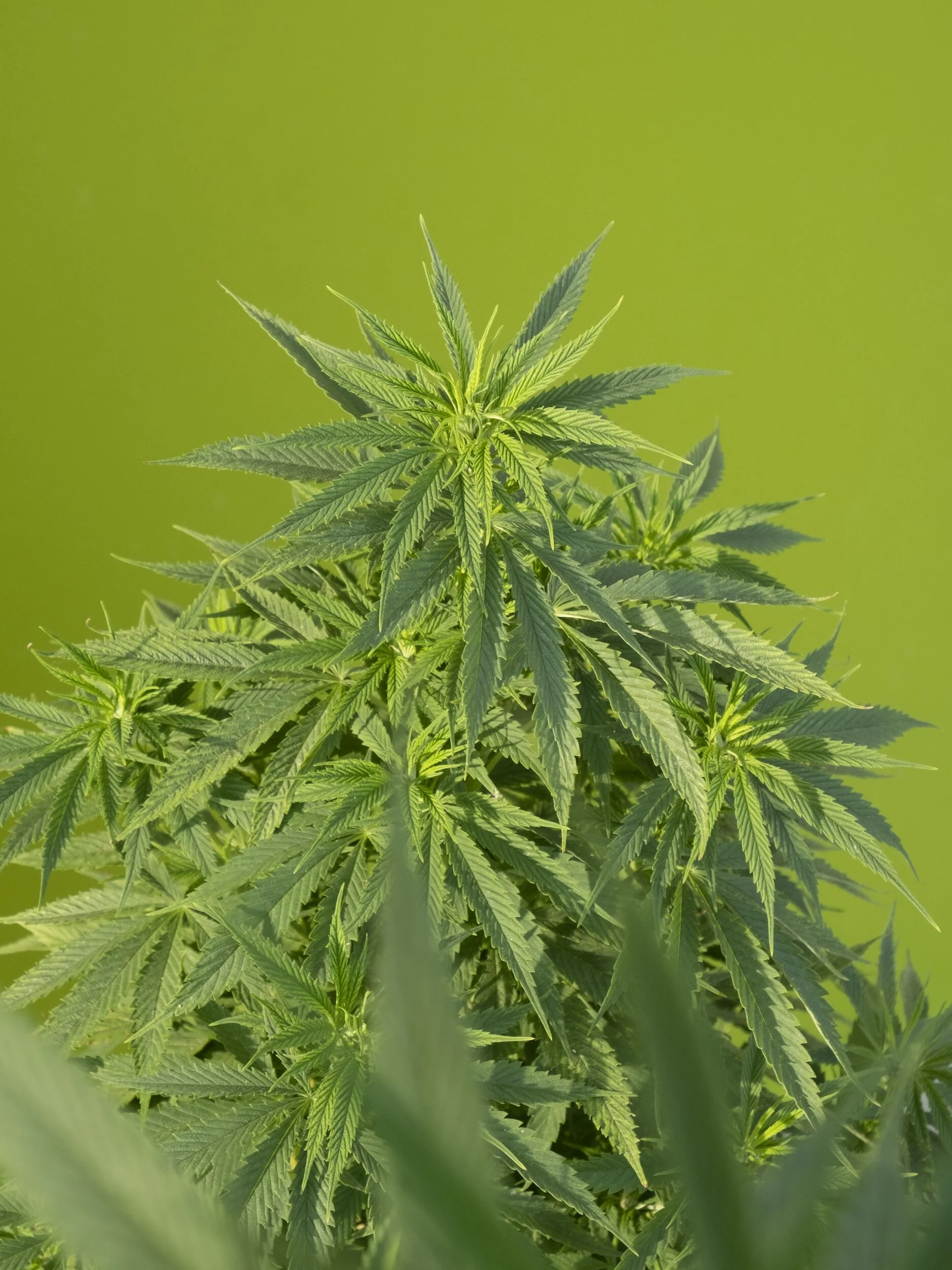 從大麻品種找線索:Sativa 嗨麻家族