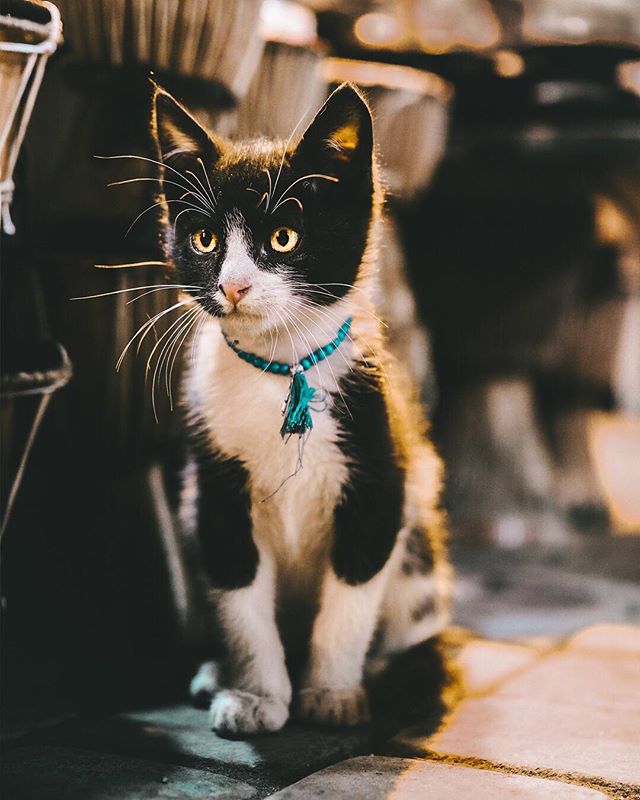 Takin over Meow-rocco, one M&eacute;dina at a time 🌵🐈🇲🇦
.
.
.
.
.
.
.
.
#eclectic_shotz #ourmoodydays #ournaturedays #visualmobs #visualambassadors #heatercentral #agameoftones #depthobsessed #earthpix #naturelovers #illgrammers #artofvisuals #wa