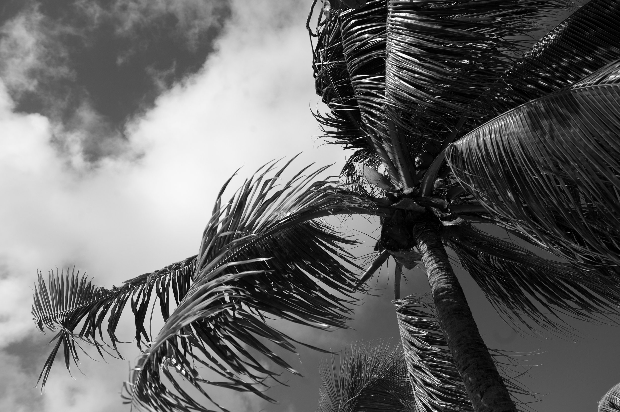 bw palm tree-4.jpg