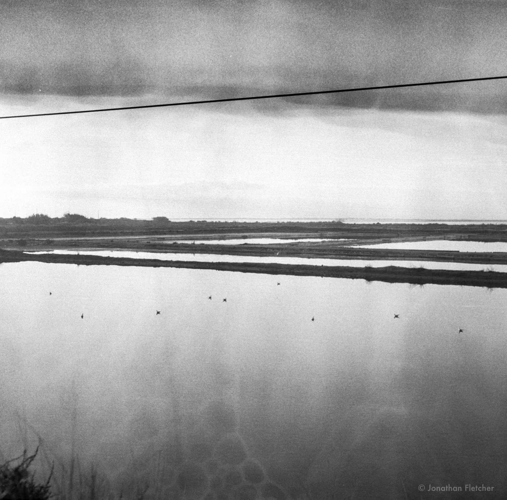 Birds I