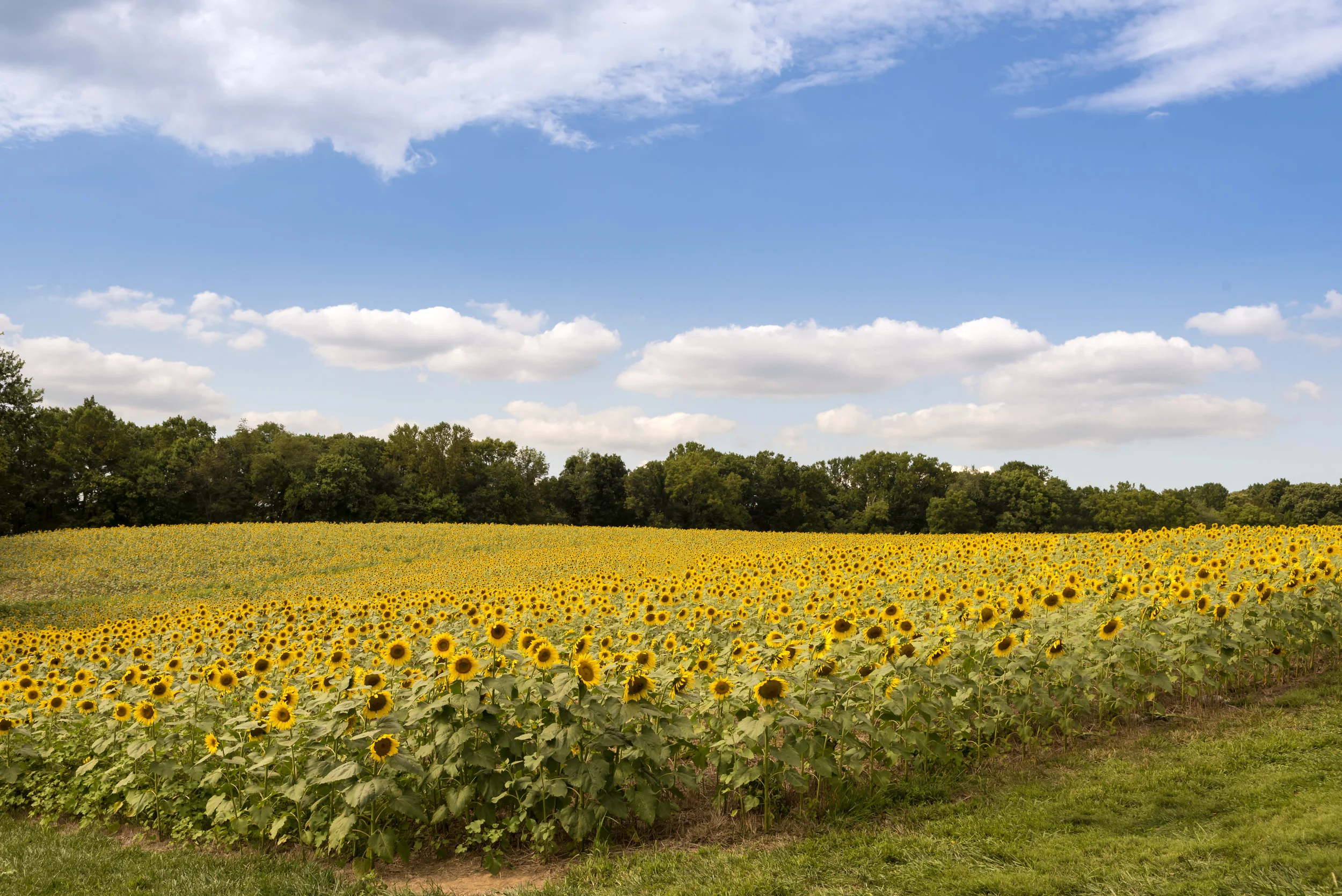 sunflowers.jpg