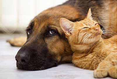 Blessing of the Animals