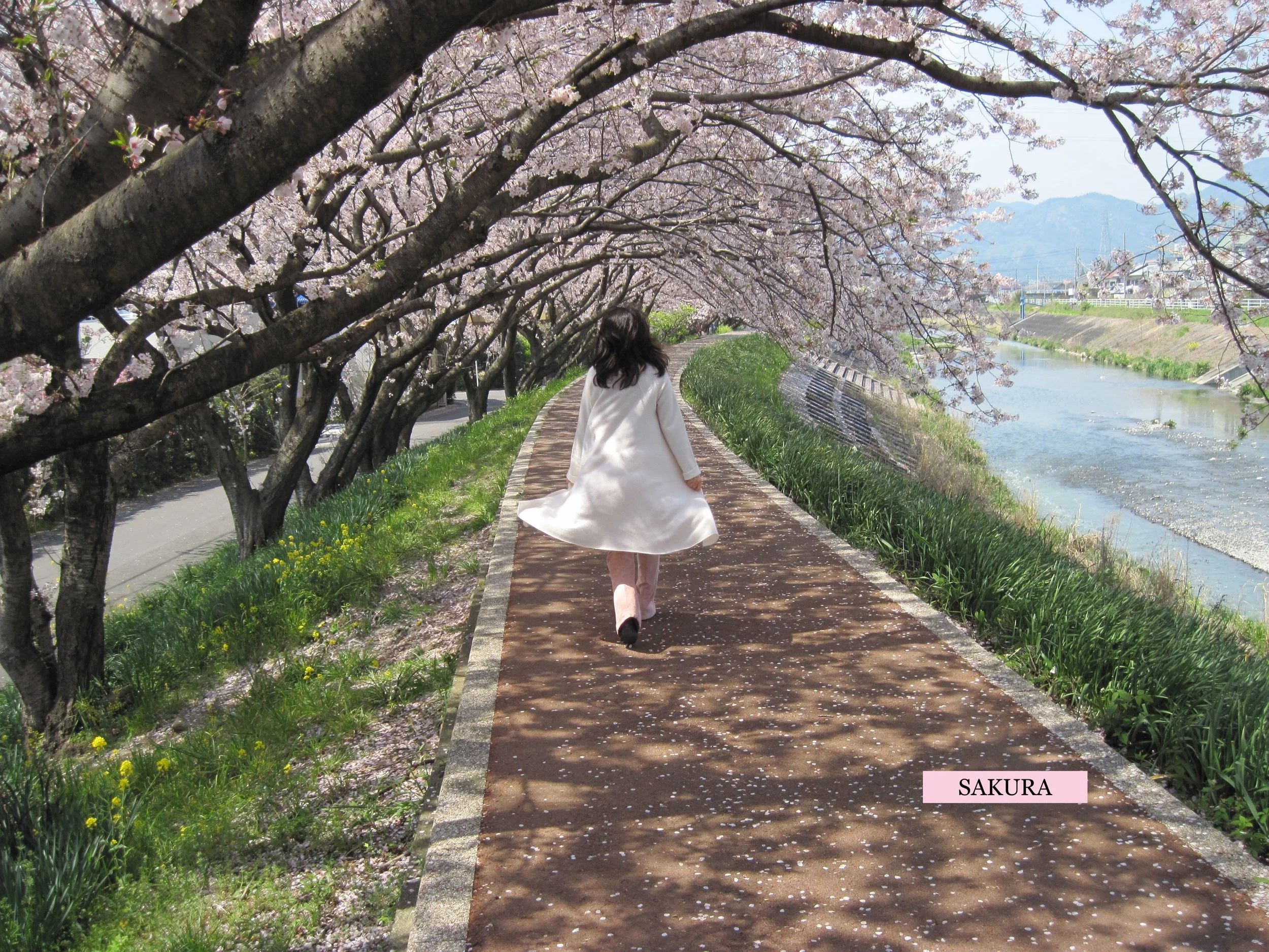 SAKURA.jpg