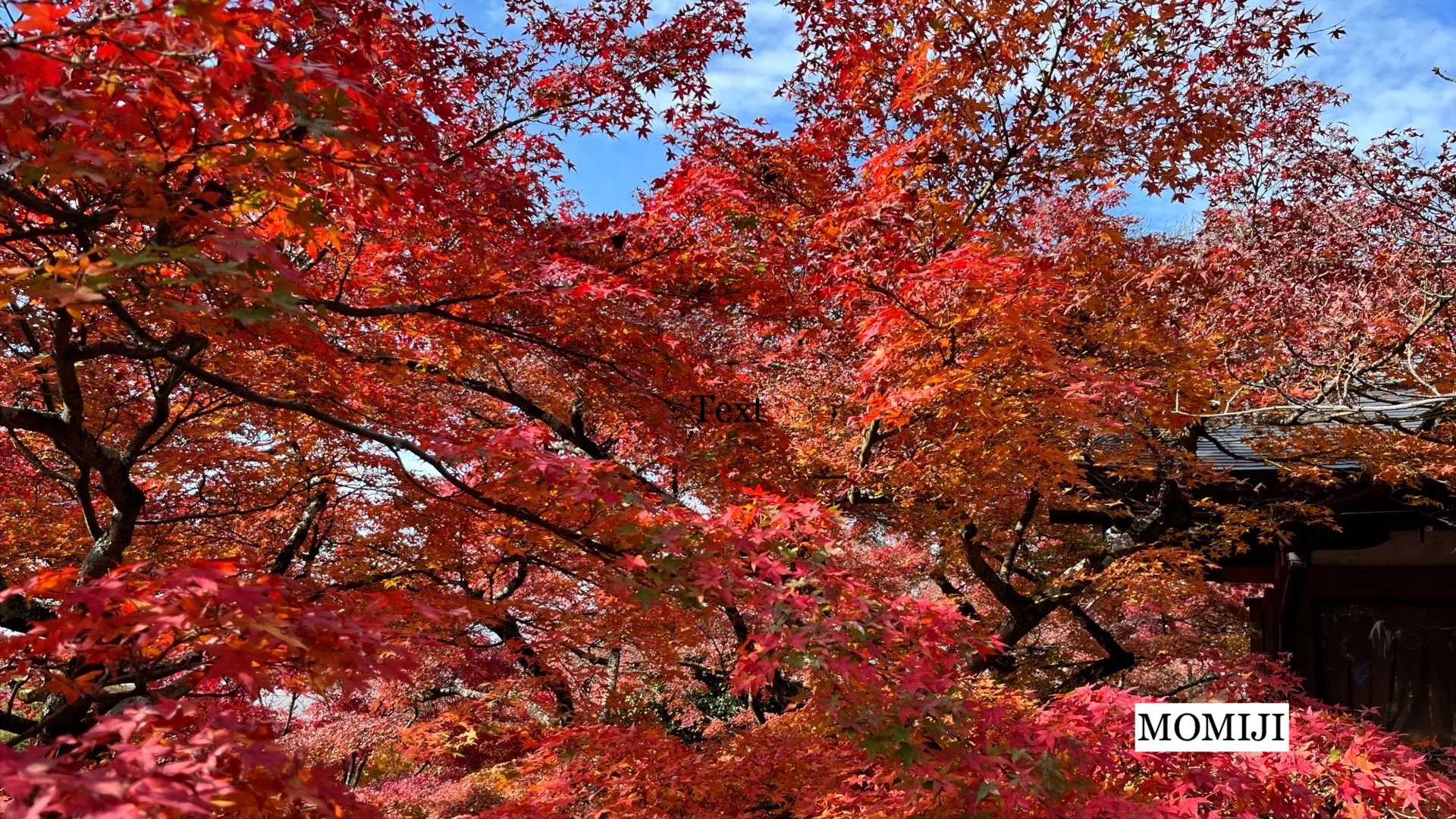 MOMIJI.jpg