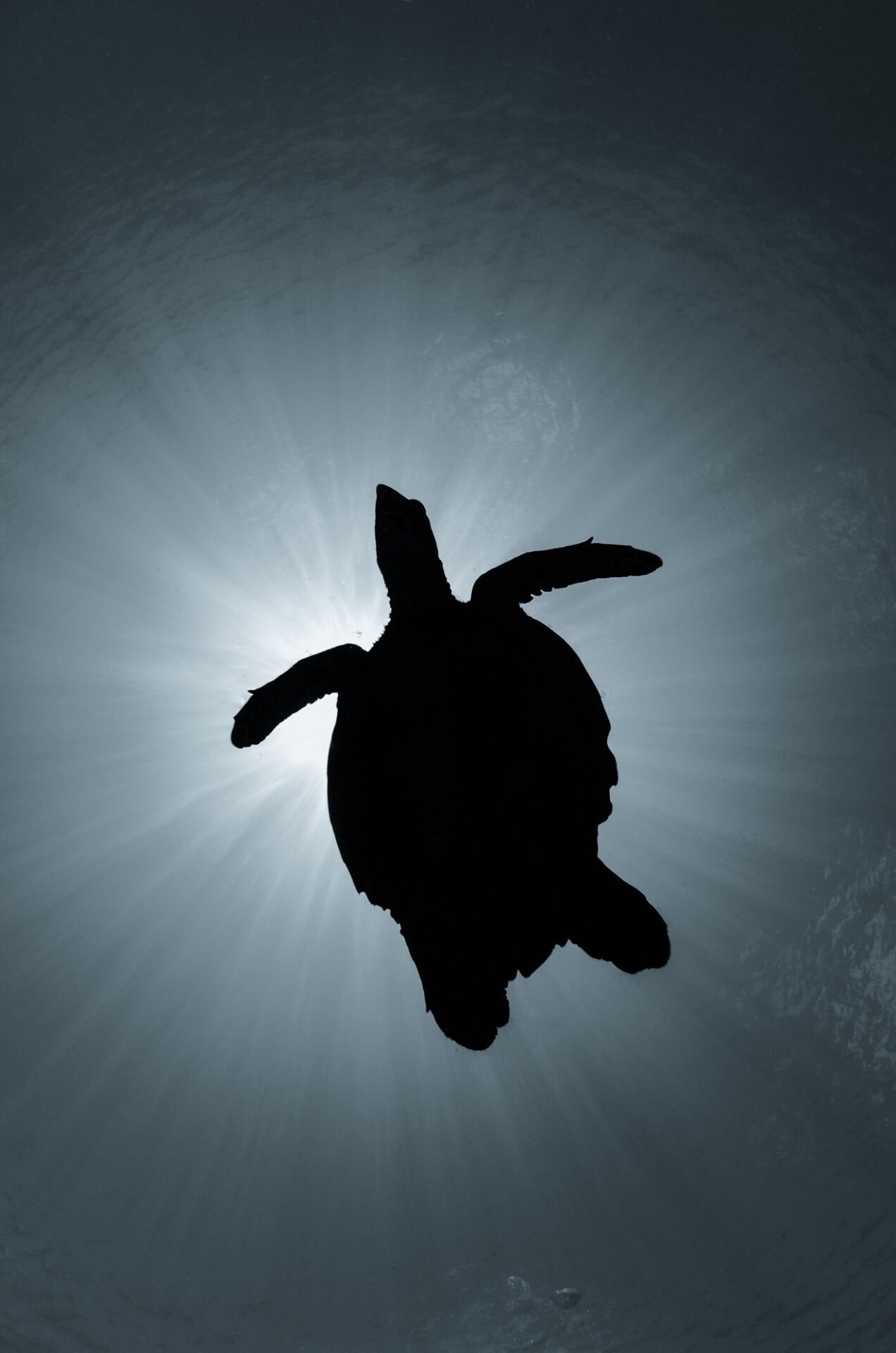 Ekstrateritorialna veljava okoljevarstvenih ukrepov v mednarodni trgovini