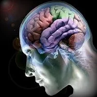 Aportaciones de la neurociencia al conocimiento del comportamiento humano 2ª P (podcast)