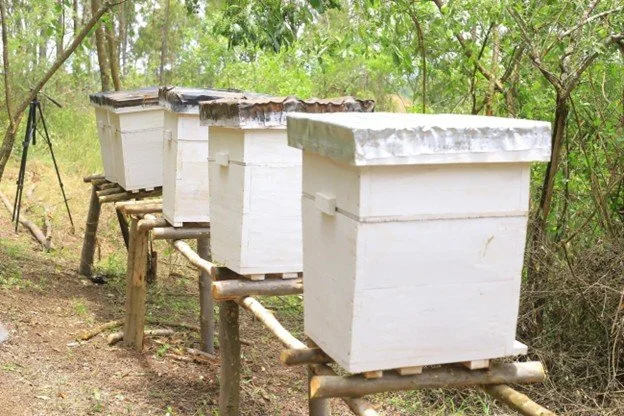 Celebrating World Bee Day: New Milestones for Durable Beekeeping Project in Tanzania 
