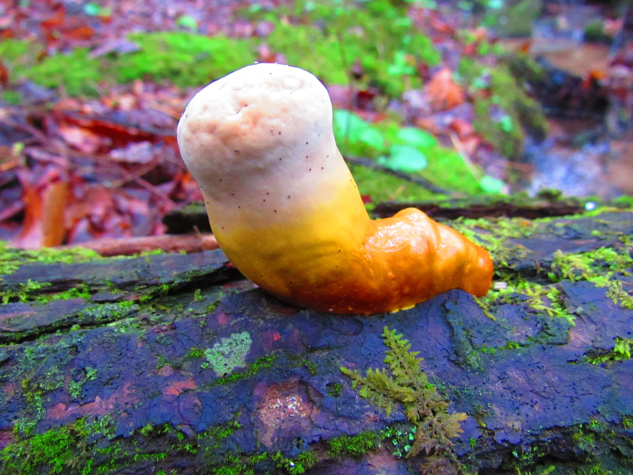 budding ganoderma tsugae