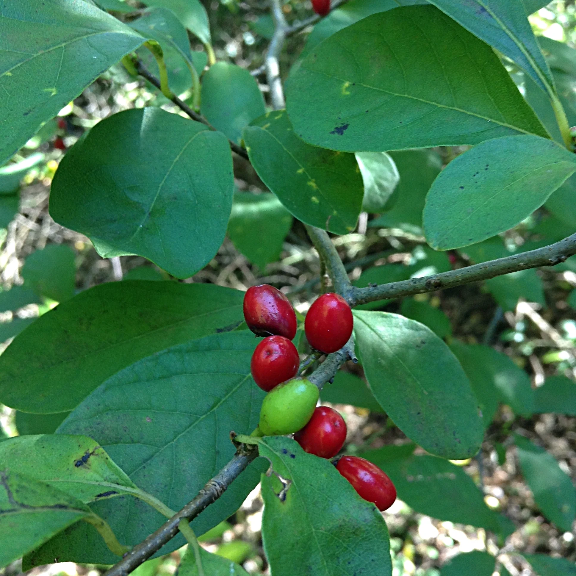 red ripe spicebush berries 
