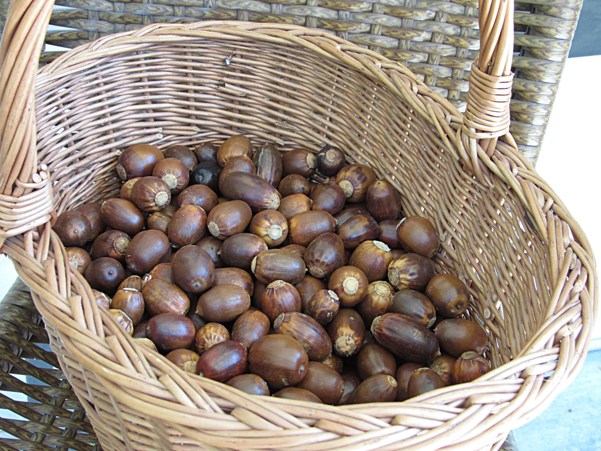 acorns ready to be shelled