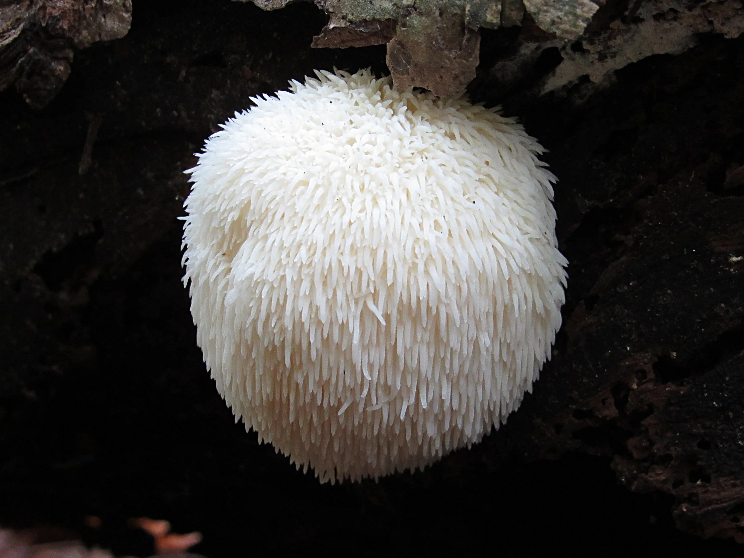 young yamabushitake