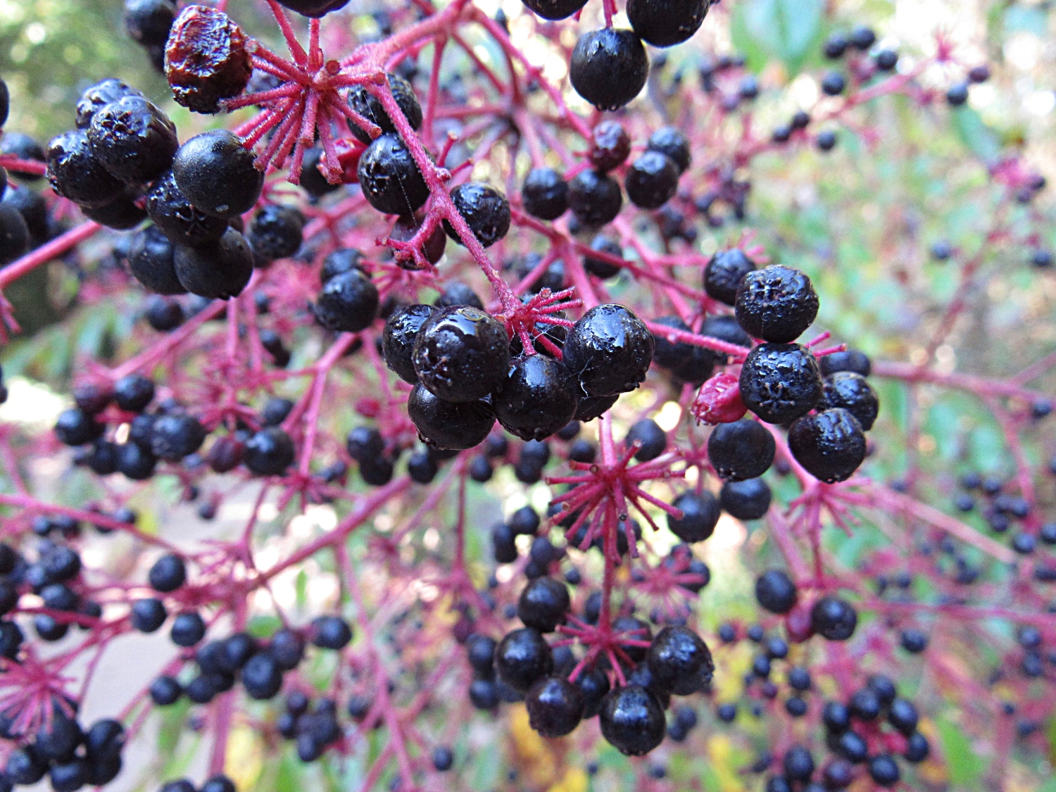 The Potentially Toxic Elderberry Look Alike — Northeast Superfoods