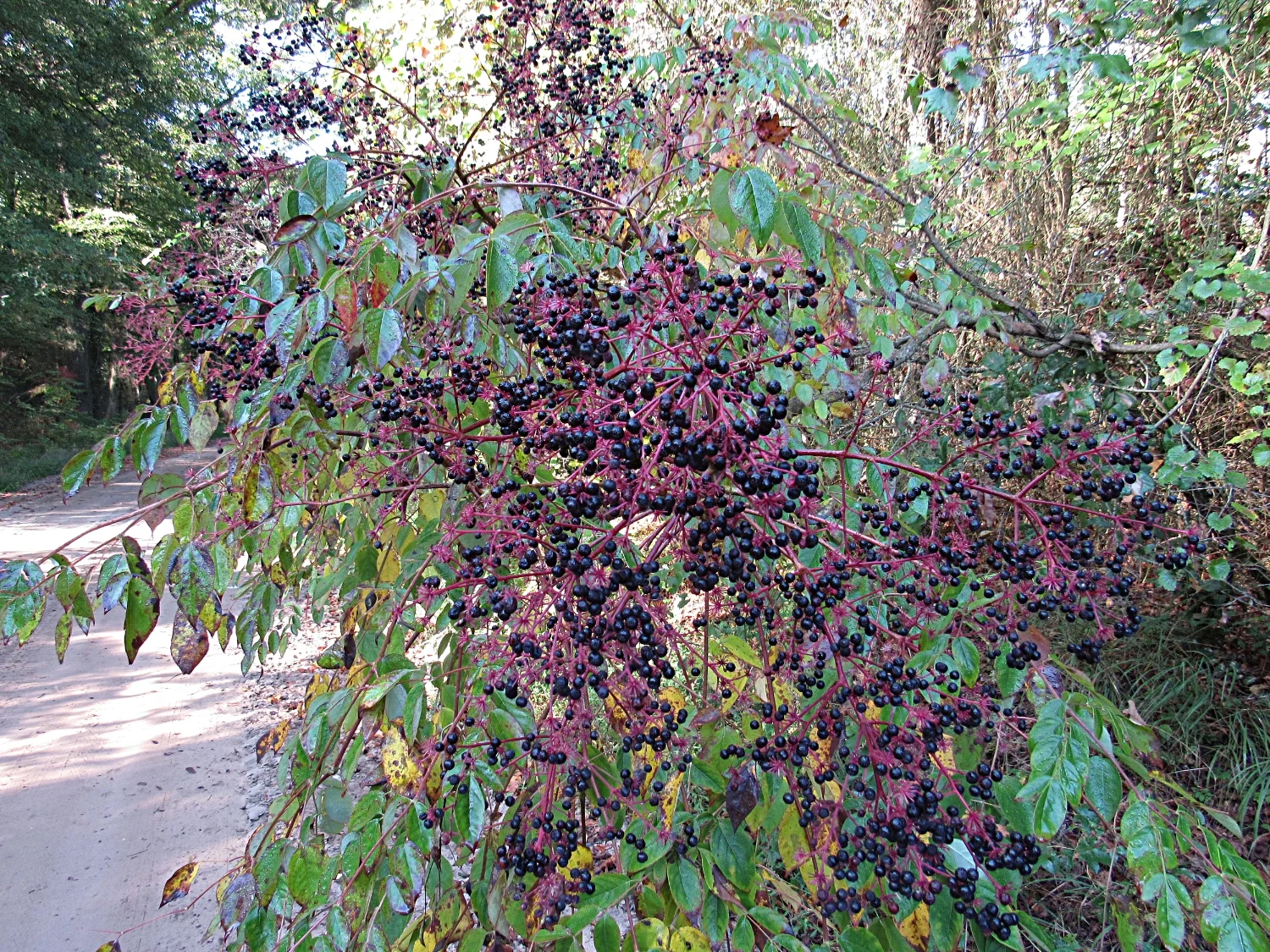 The Potentially Toxic Elderberry LookAlike — Northeast Superfoods