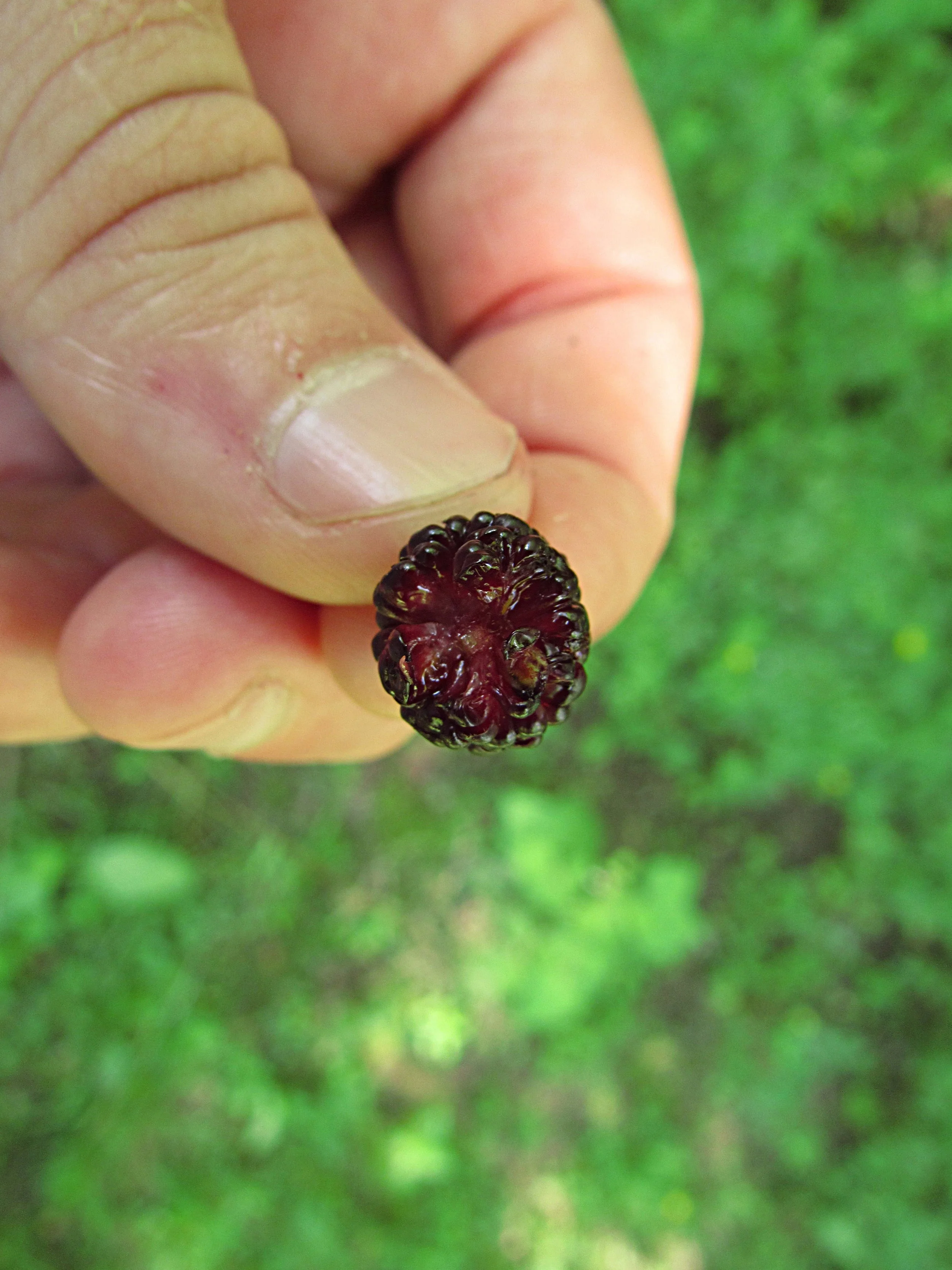 Mulberry 