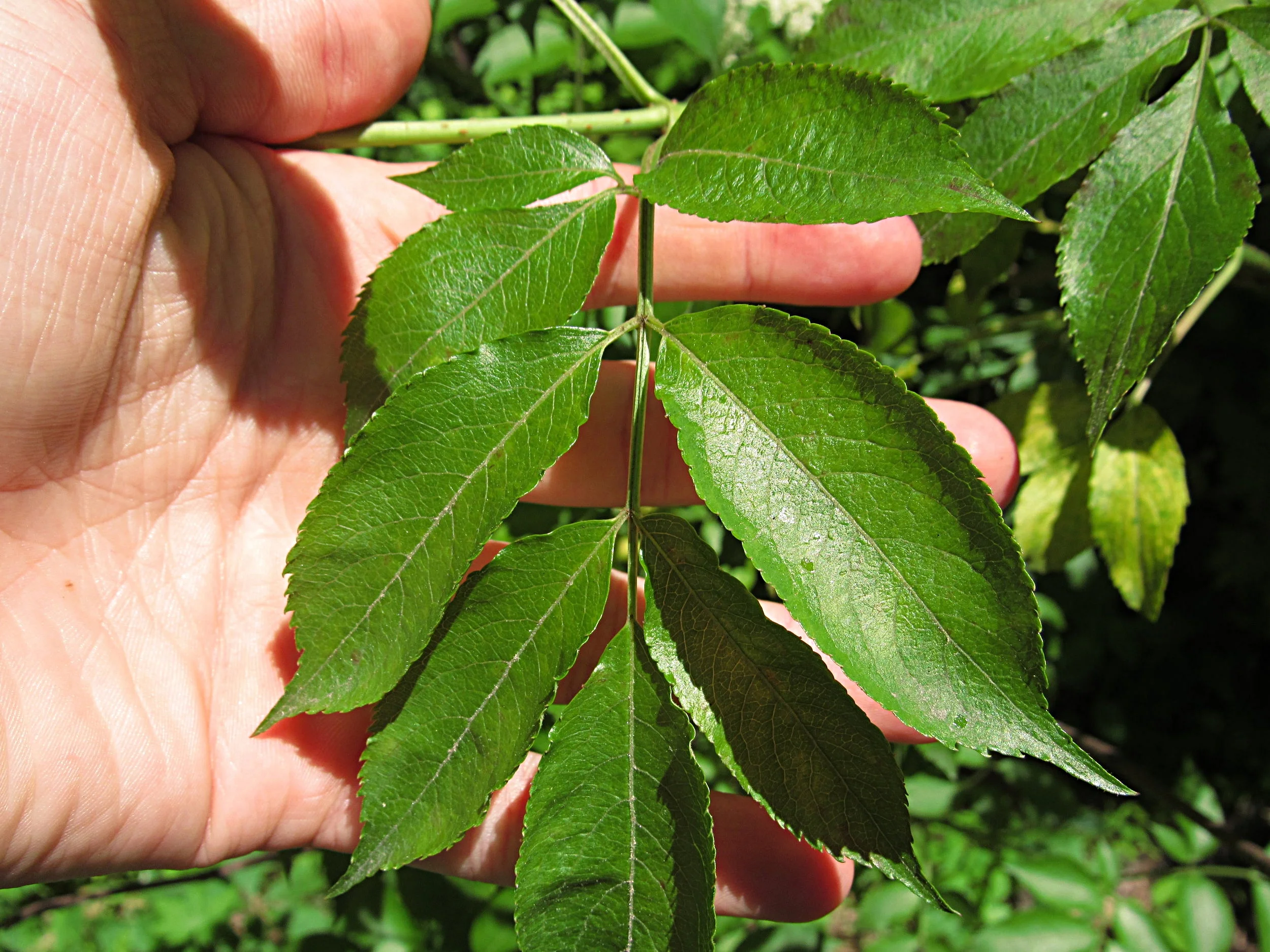 The Potentially Toxic Elderberry LookAlike — Northeast Superfoods