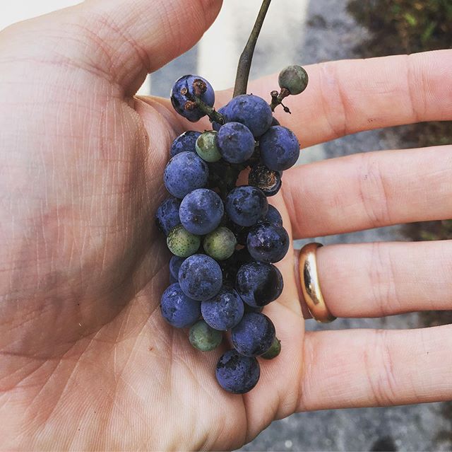 #wildgrapes #jimthorpe #mauchchunk #grapes #frostgrapes #vitisriparia #foraging #foragingforfood #eattheweeds #wildfood