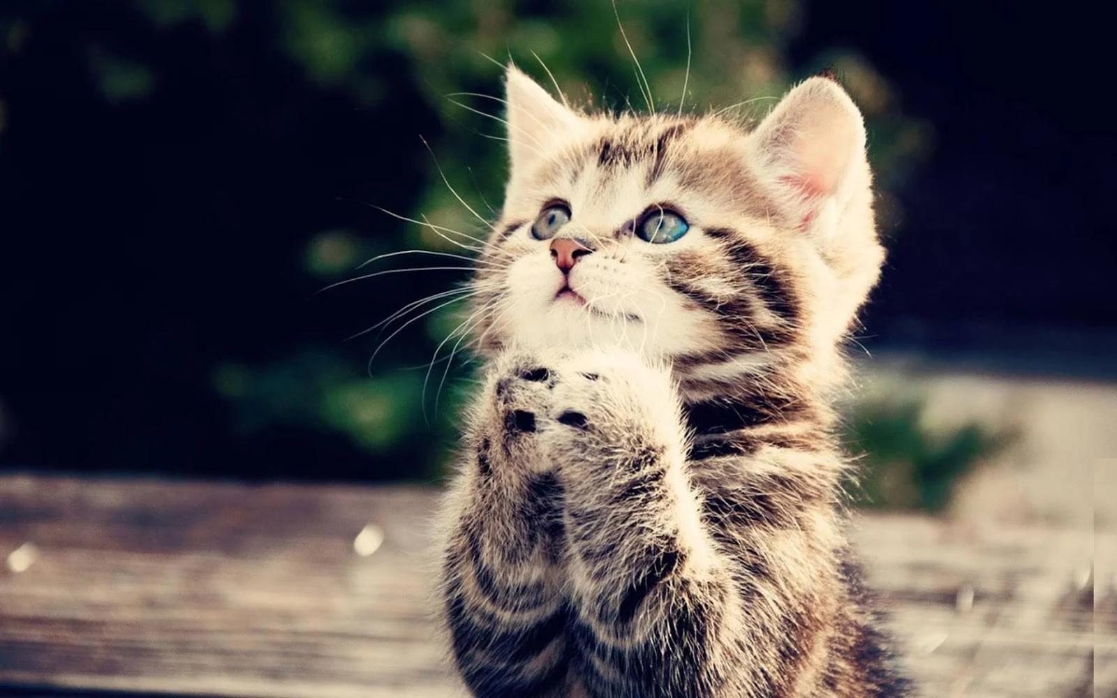 begging-kitten.jpg