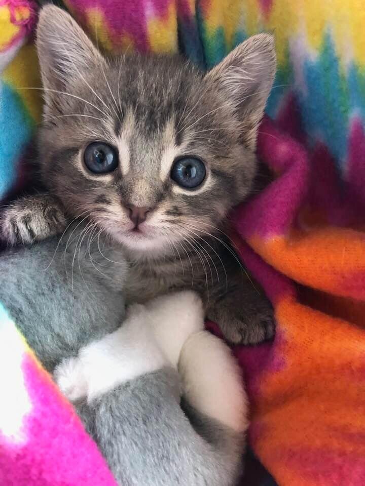 kitten foster near me