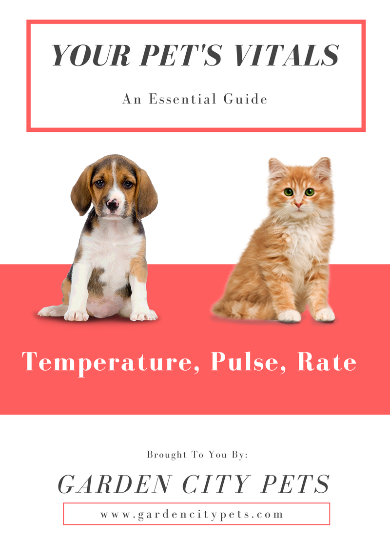 Understanding Your Pet's Vitals — THE PAW PRINT by Garden City Pets