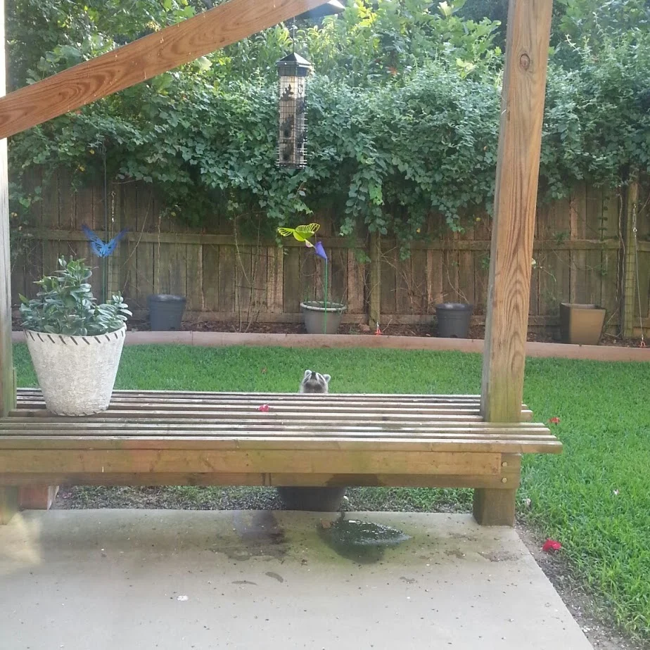 A young raccoon, contemplating his next move to capture a bird. He didn't succeed.