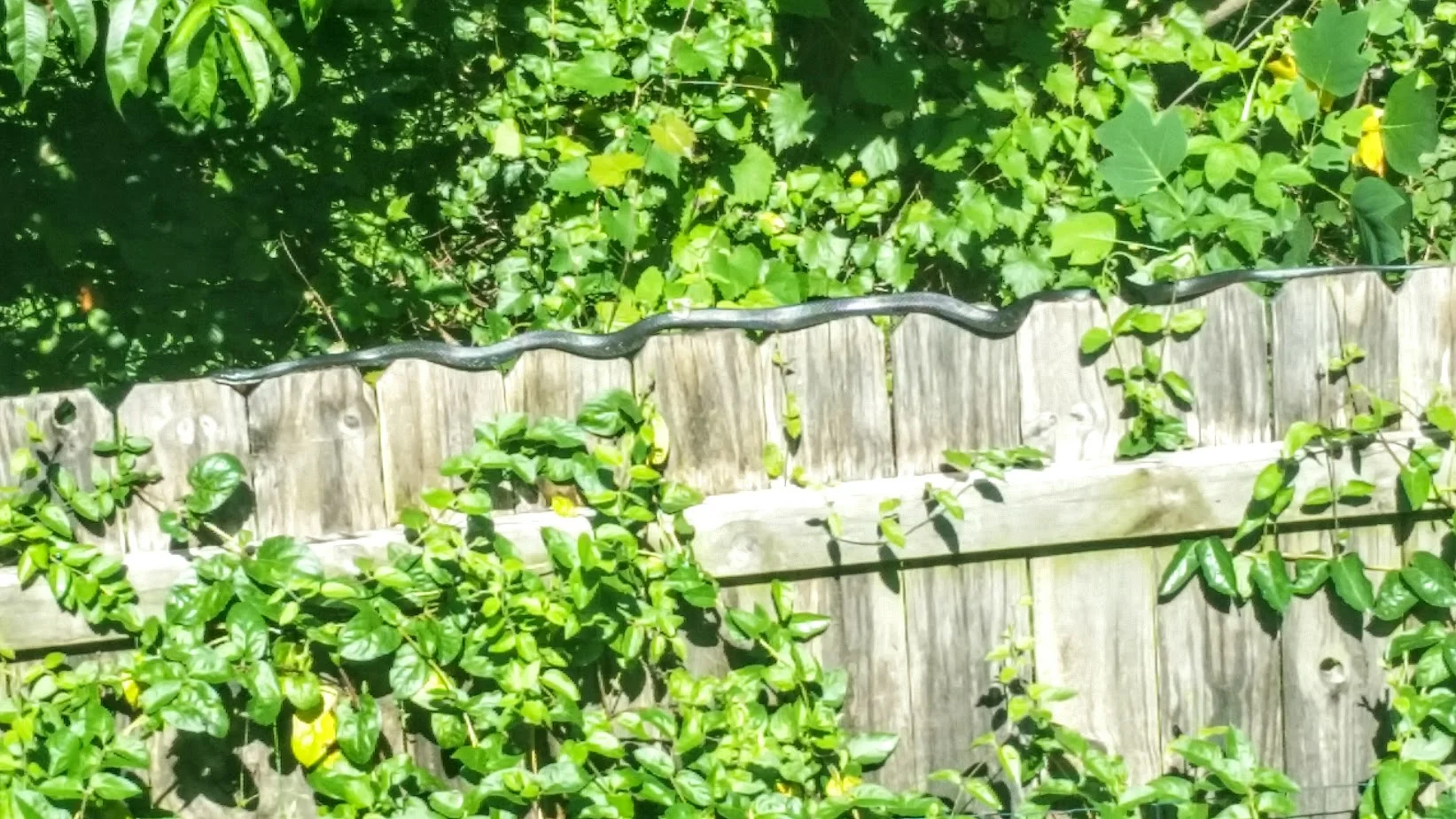 And yes, that's a very long (54" by our estimate), allegedly harmless (I didn't stay around to find out) black snake moving along the fence. It was fascinating to watch (from a safe distance) it go from the grass up to and across the fence. 