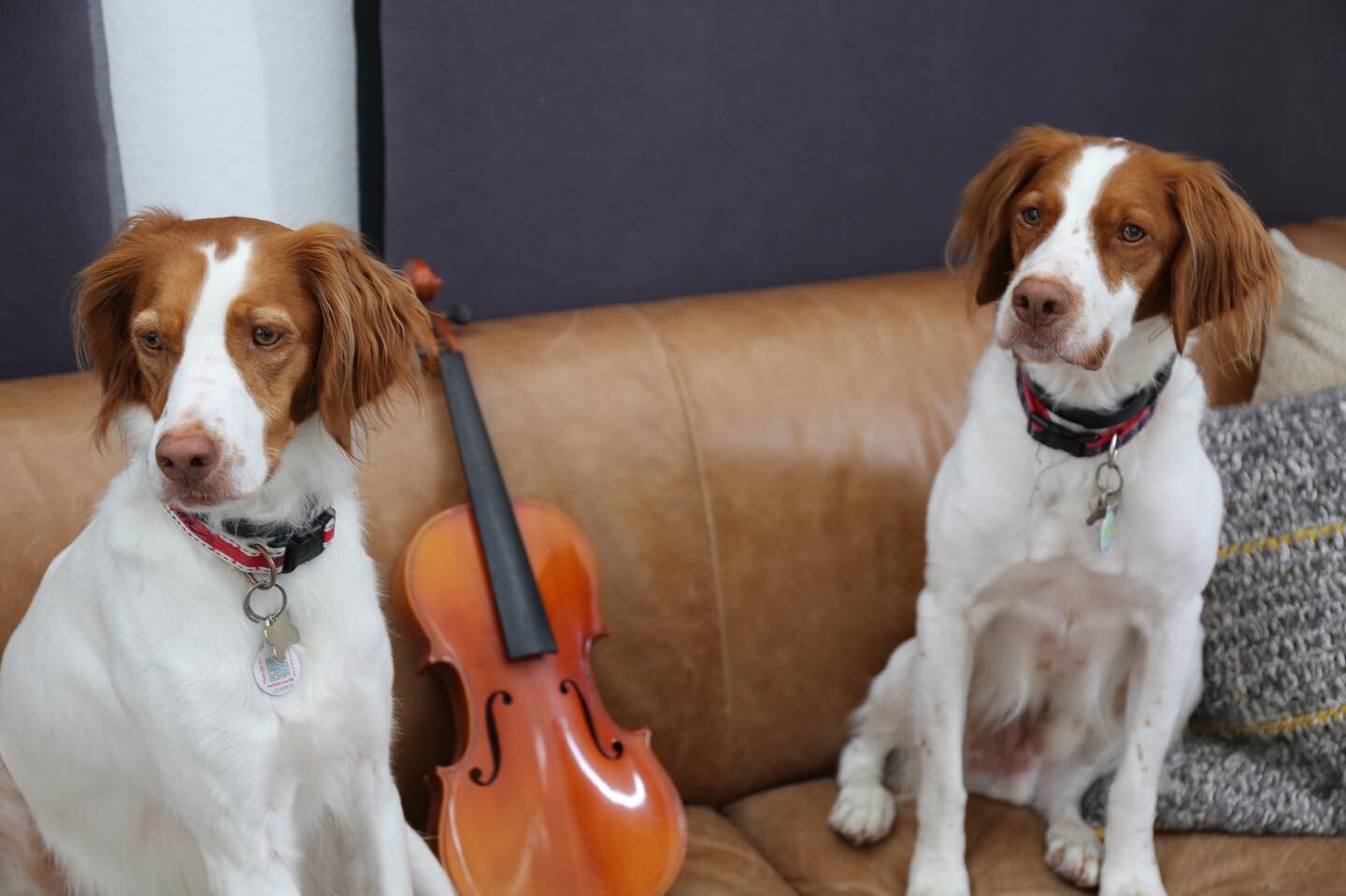 Happy Friday!! Have you met our mascots, Mia &amp; Fitz 🐶🐶? Trust me, they are musical too 😜 Swipe right ➡️ #singingdogs