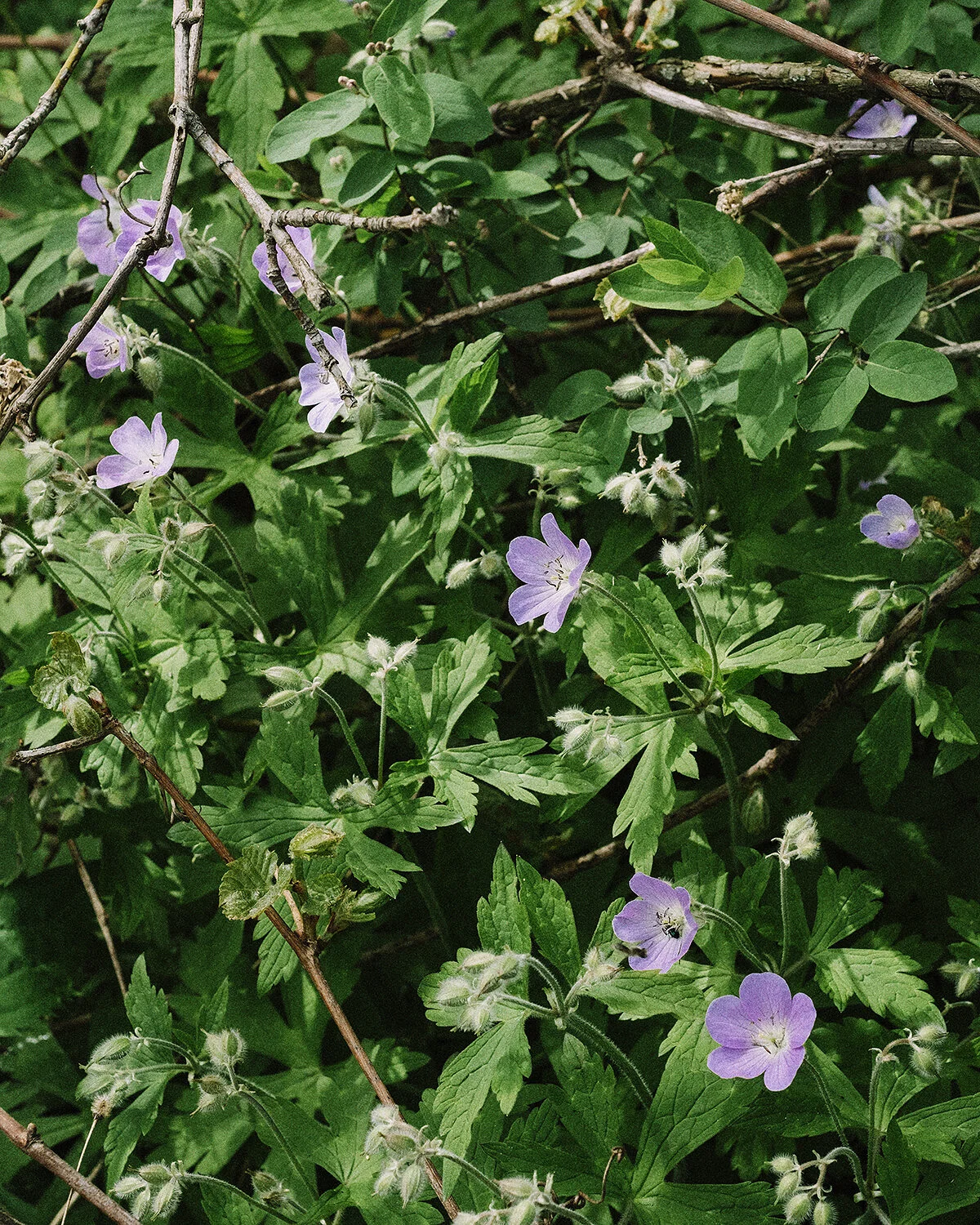 WildGeranium.jpg