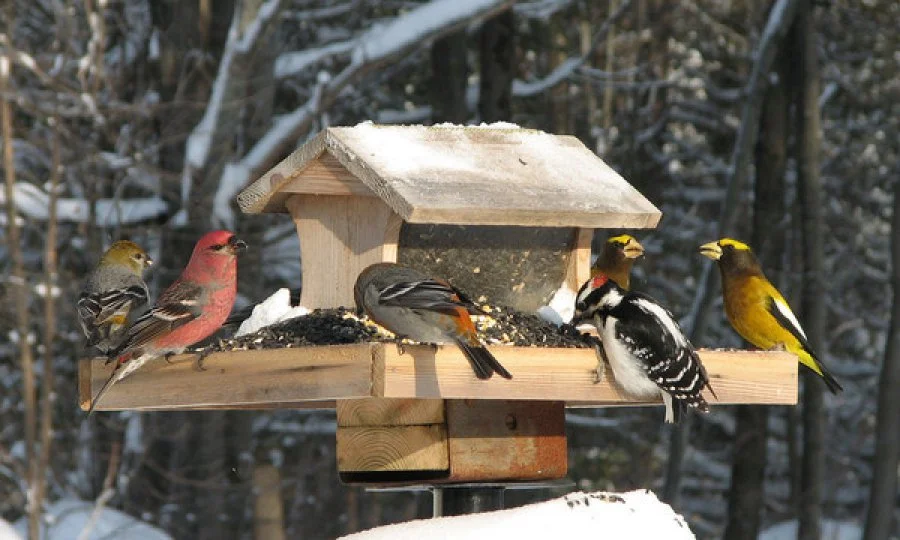 Let's Get Real About Work Culture: Lessons From the Bird Feeder