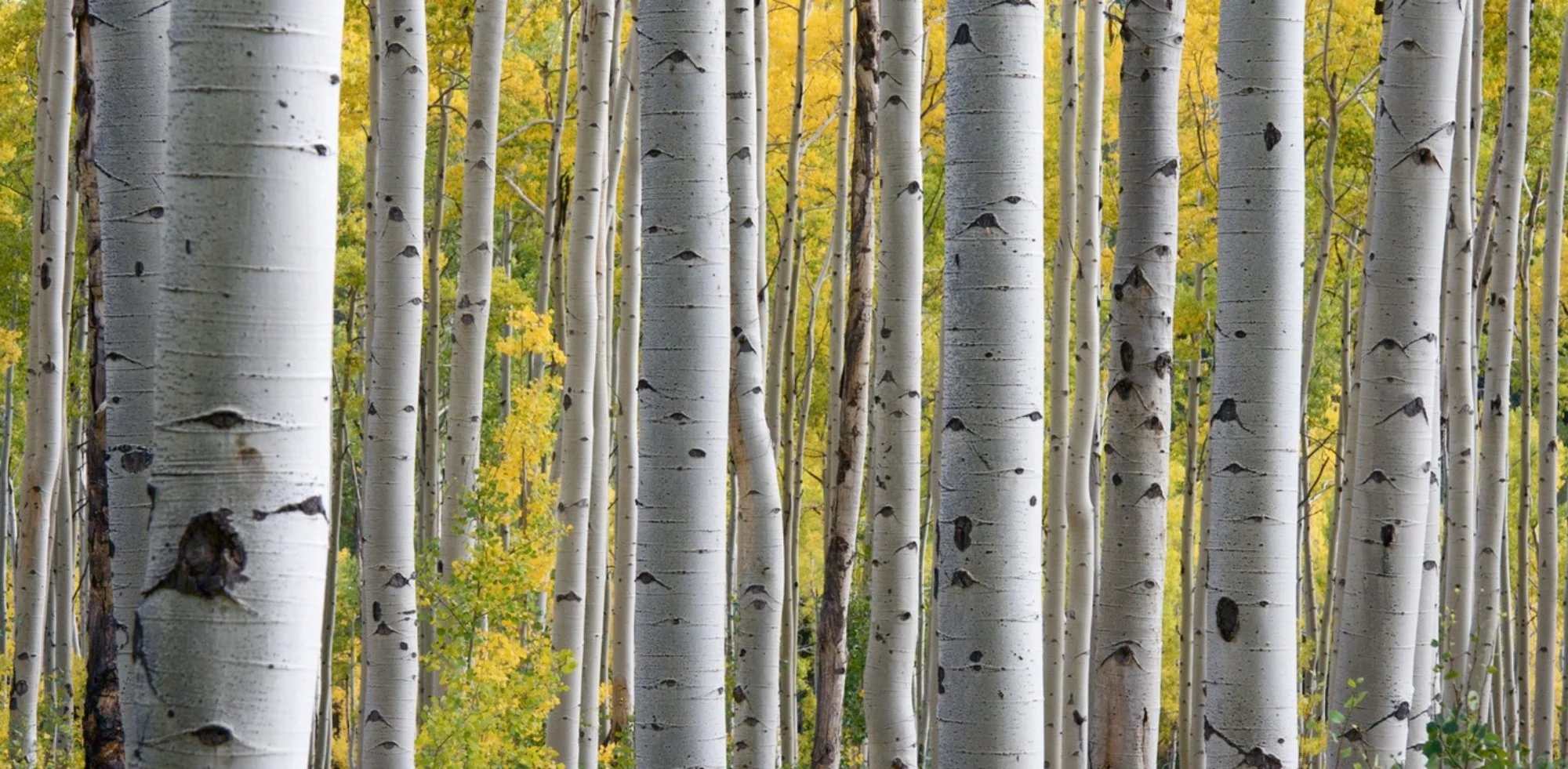 Do You Truly Practice Collaboration? Lesson From the Aspen Tree