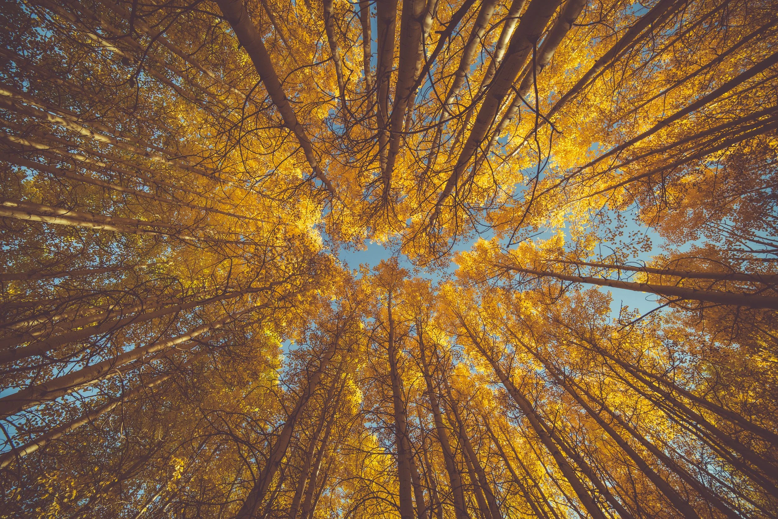 6 Tips to Help You Practice Teamwork and Collaboration:  Lessons from the ASPEN tree