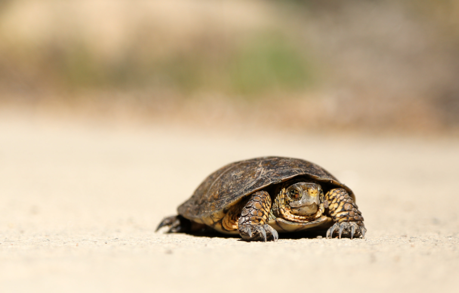 “Slow Down…You Move Too Fast”