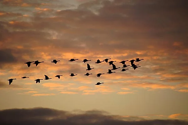 Strength in the Many, Not the One: 3 Lessons from Geese