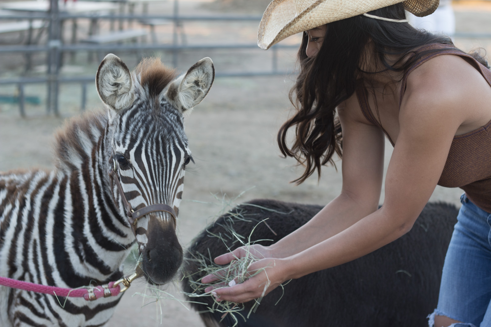pettingzoo1.jpg