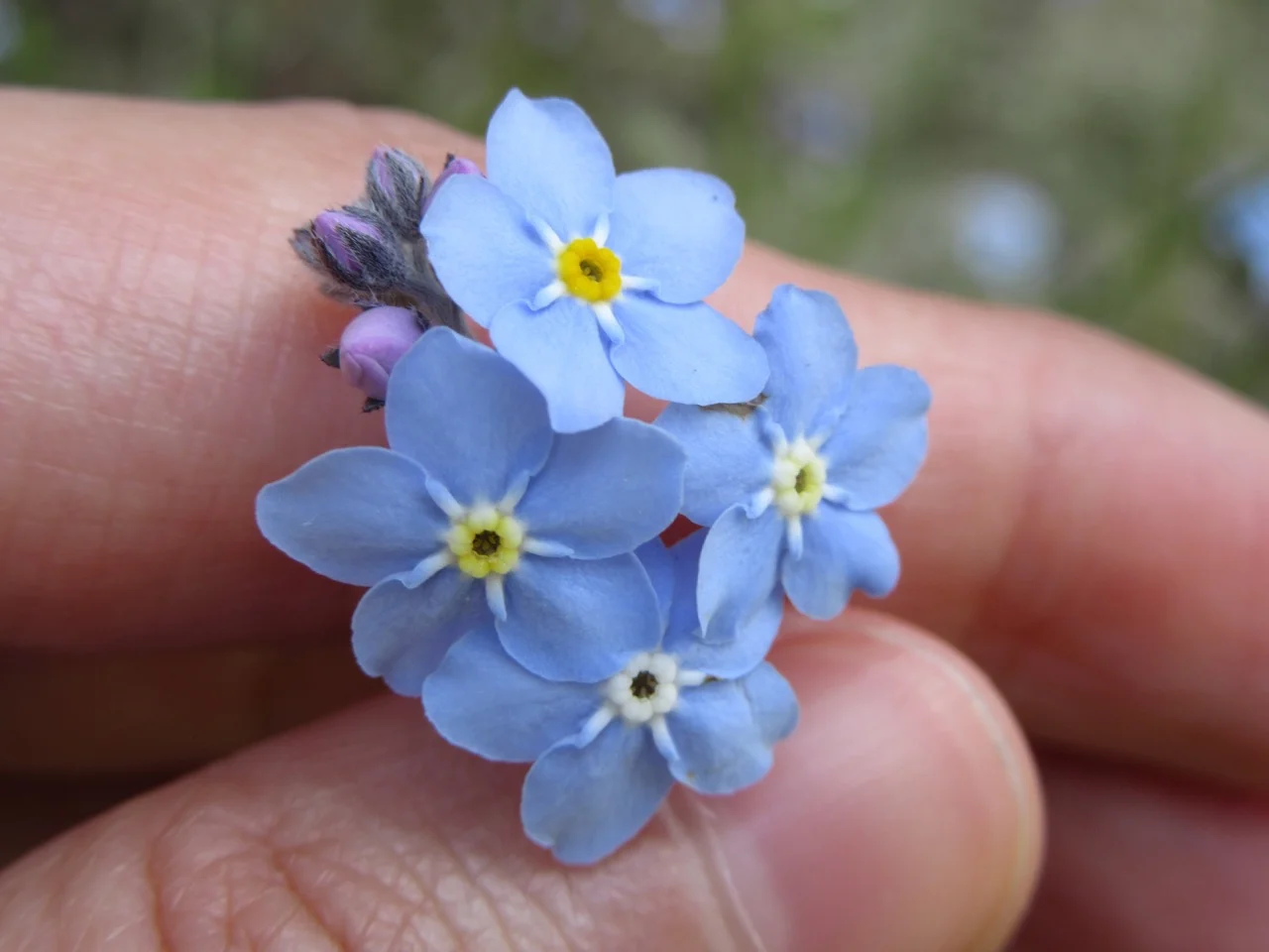 forget-me-not-flowers-blue-hand.jpeg