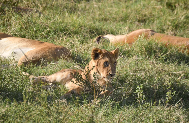 lion-cub-kenya.jpg