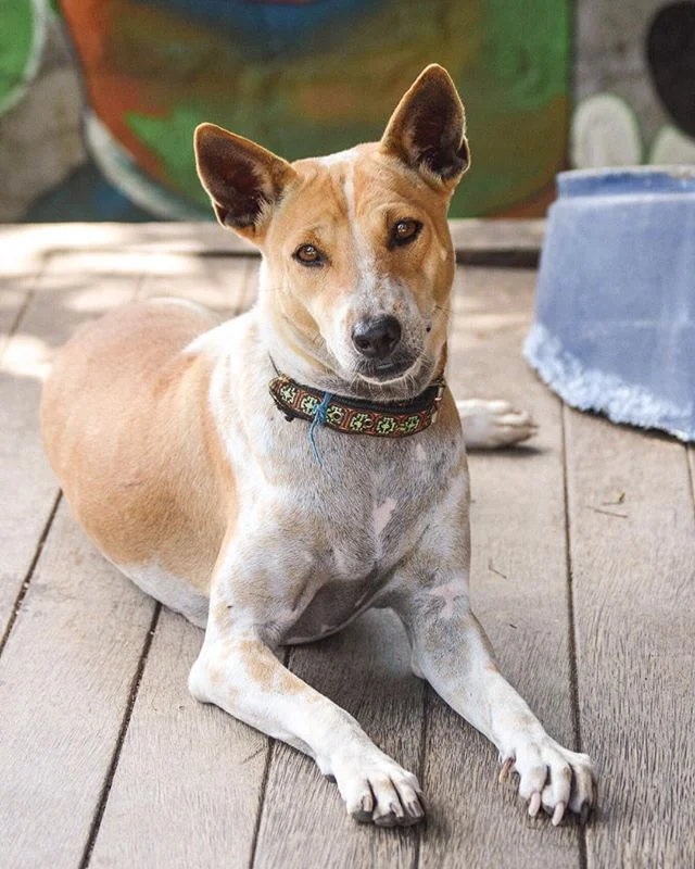 Happy dogs, happy life 🐾🐶
⠀⠀⠀⠀⠀⠀⠀⠀⠀ ⠀⠀⠀⠀⠀⠀⠀⠀⠀ ⠀⠀⠀⠀⠀⠀⠀⠀
If you visit Bali it is hard not to notice all of the pups wandering the streets and beaches. Do they have a home? Who takes care of and feeds them? Are they happy? We had to find out. Thanks t