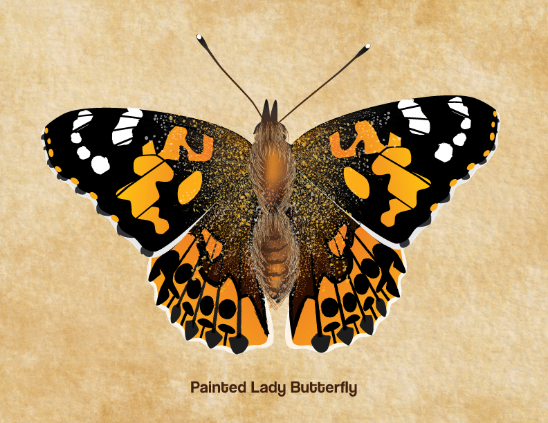Scientific Illustration