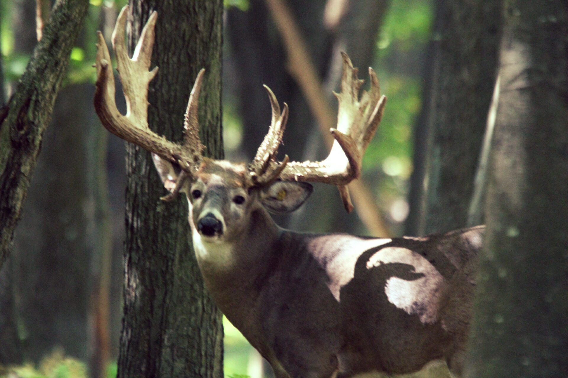 Woodland Whitetails LLC