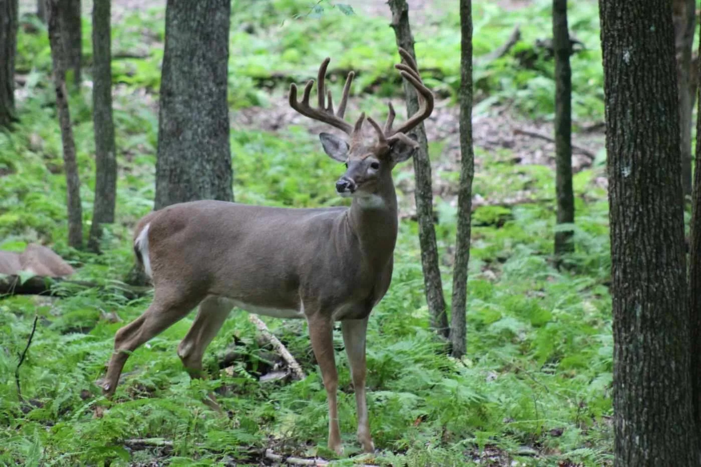 Woodland Whitetails LLC